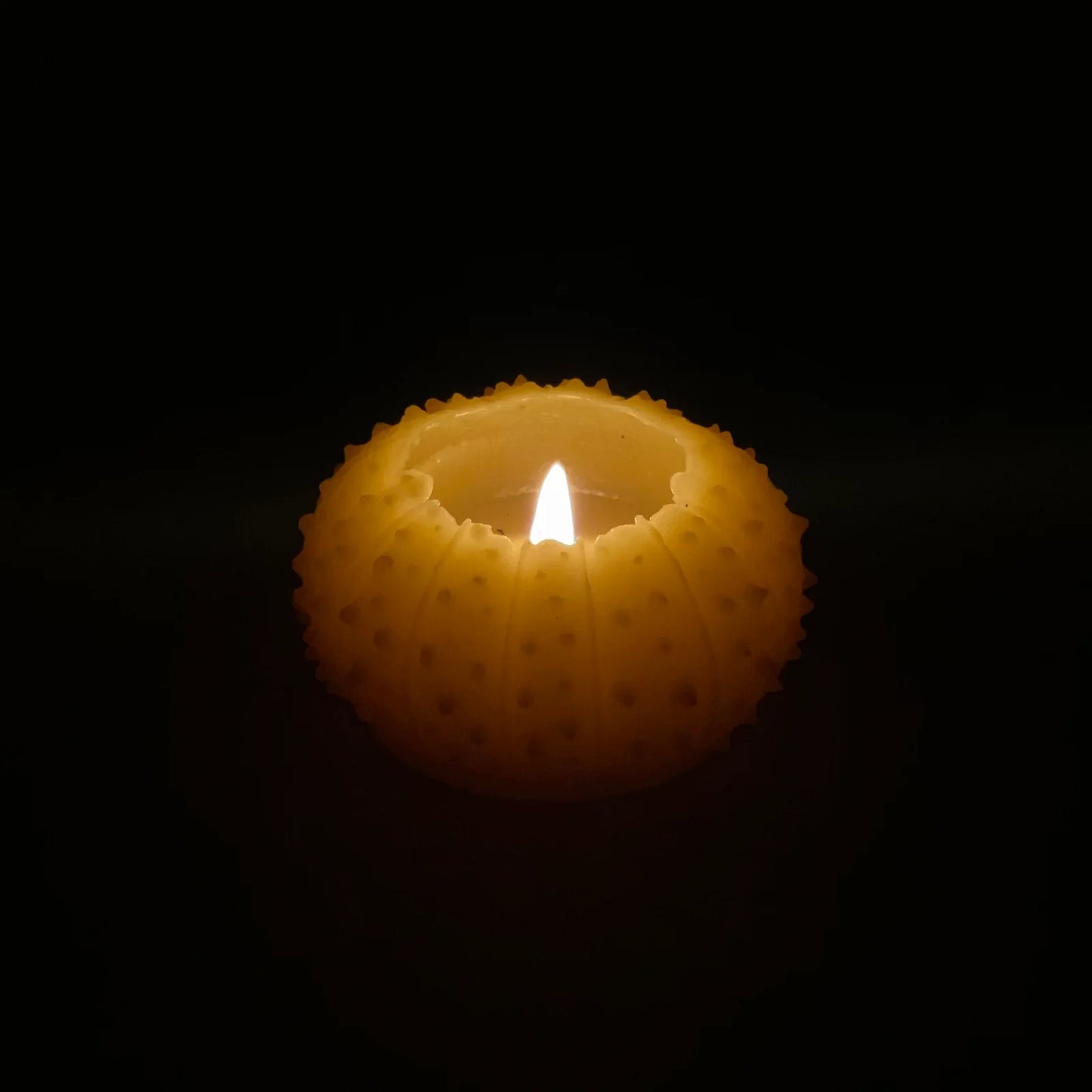Artifaqt // Sea Urchin Beeswax Candle