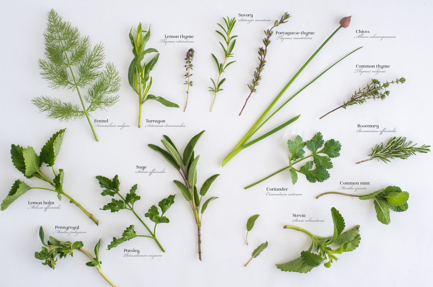 "Sal Verde - Aromatics in the Kitchen" by Rute Porto