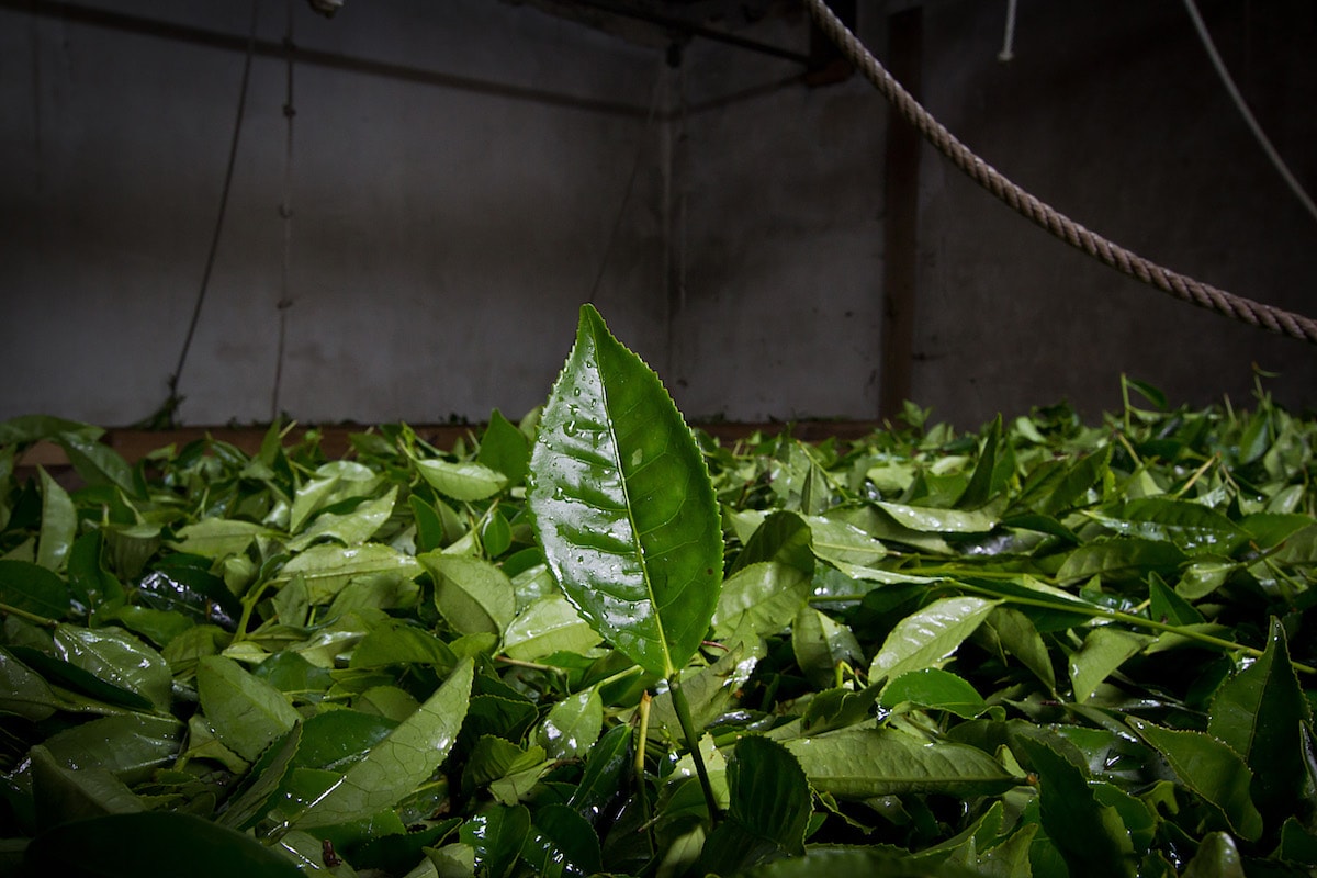 Green Tea Hysson Loose Leaf – additional view
