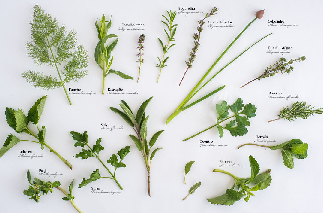 Be Aromatic Lemongrass Infusion