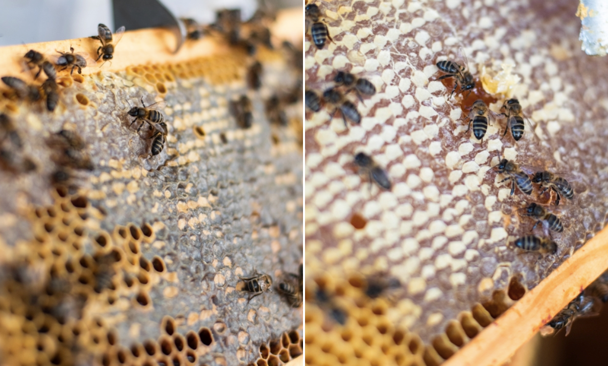 NEW Be Aromatic Northern Raw Honey