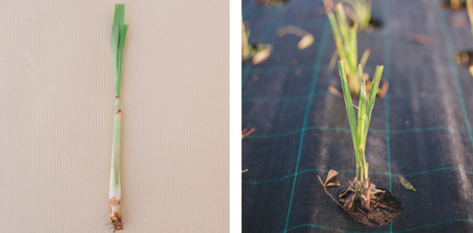 Be Aromatic Lemongrass Infusion