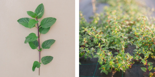 Be Aromatic Peppermint Infusion