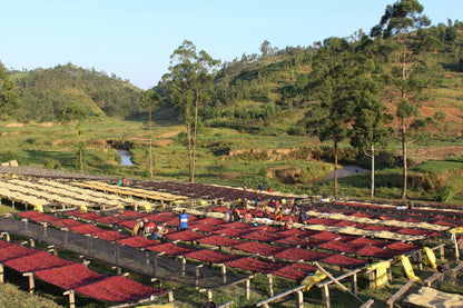 NEW So Coffee Whole Bean Burundi | 8.8 oz