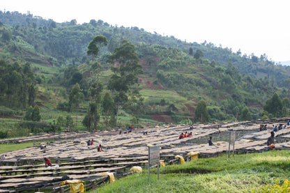 NEW So Coffee Whole Bean Burundi | 8.8 oz