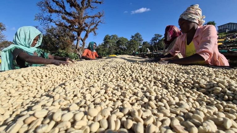 So Coffee Roasters - Whole Bean Ethiopia (Filter) | 8.8 oz