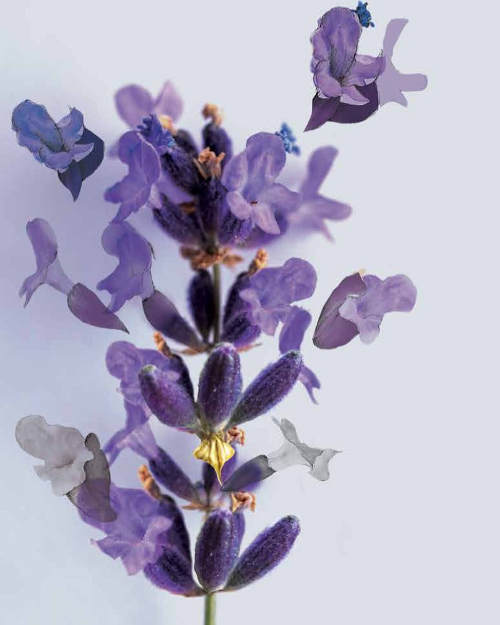 portuguese lavender plant Be Aromatic Organic Lavender