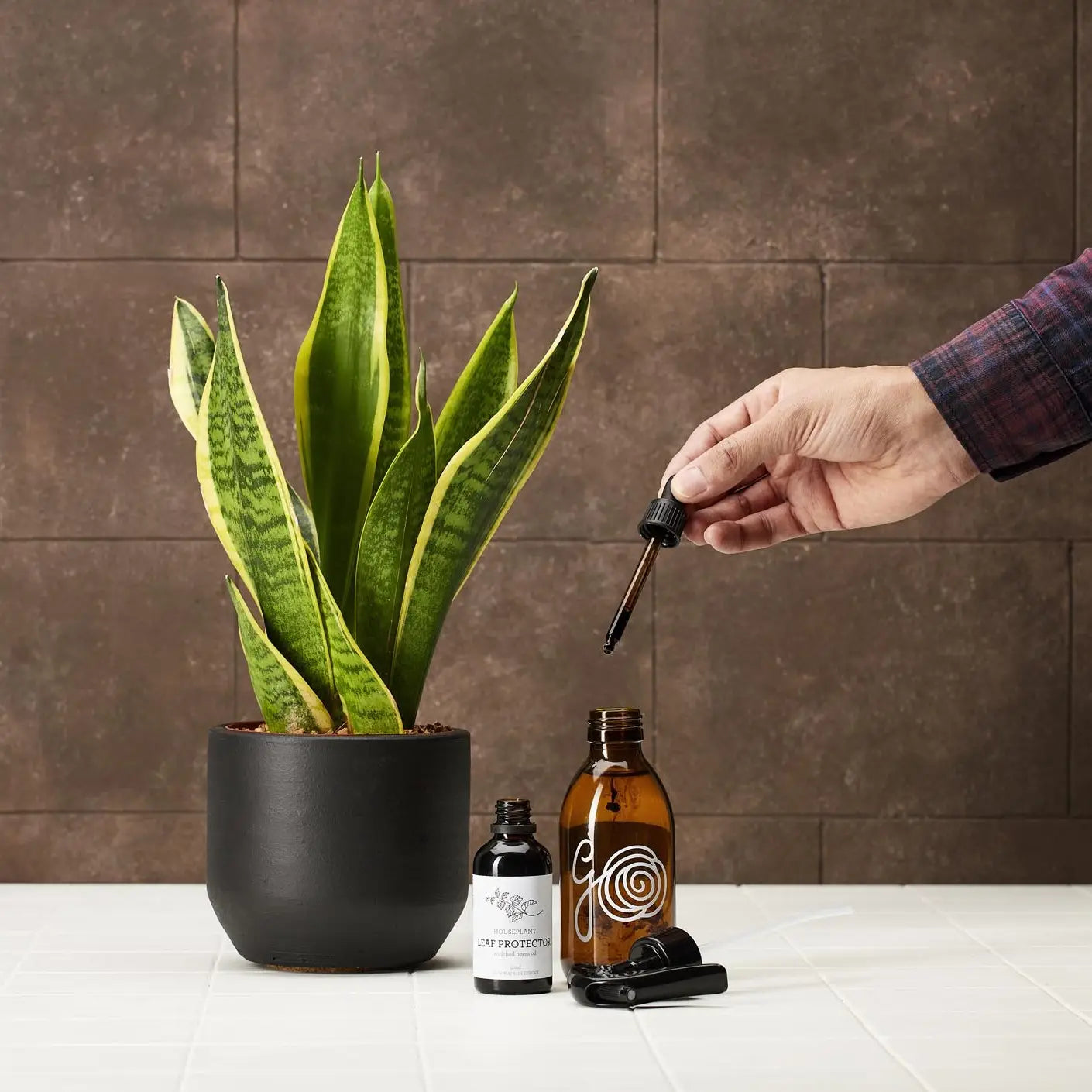 repair aloe vera plant Plant Repair & Renew Kit – My Portuguese Market