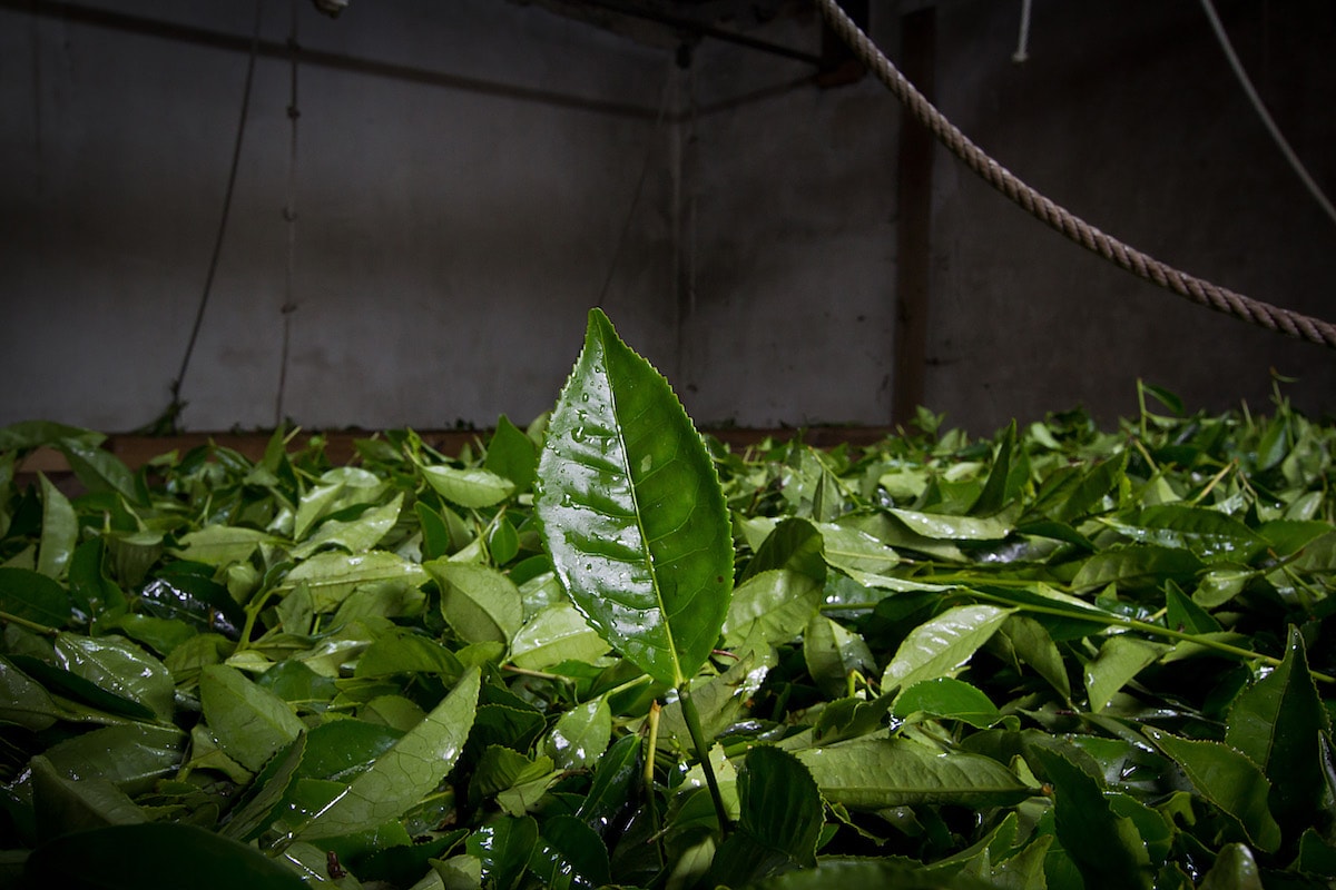 Green Tea Hysson Loose Leaf