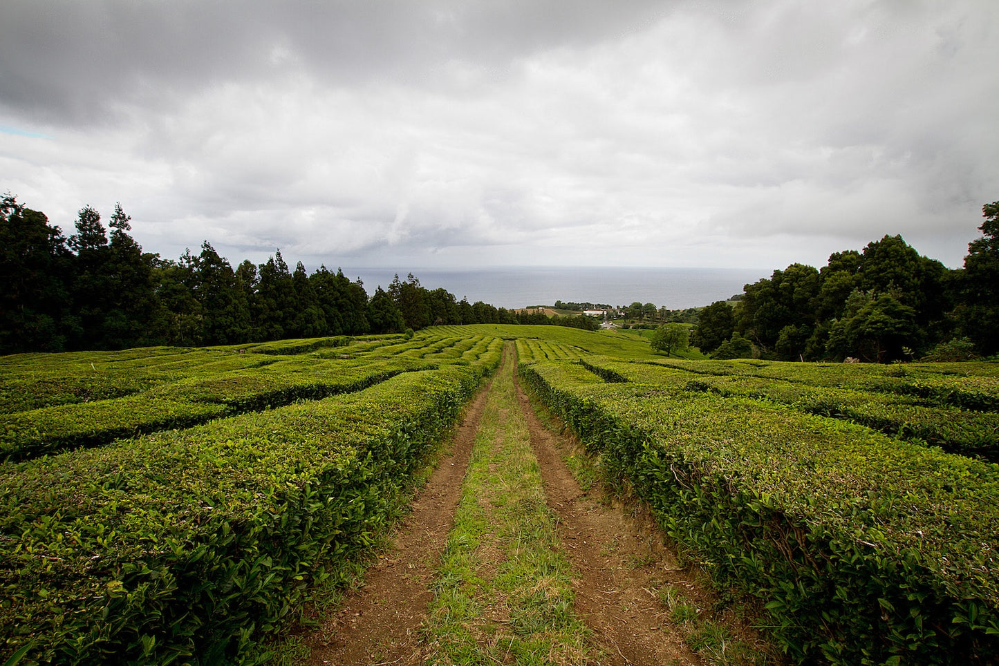 Black Tea Orange Pekoe Loose Leaf – additional view